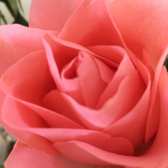 Meet your Posher, Stephanie - Picture 1 of 1